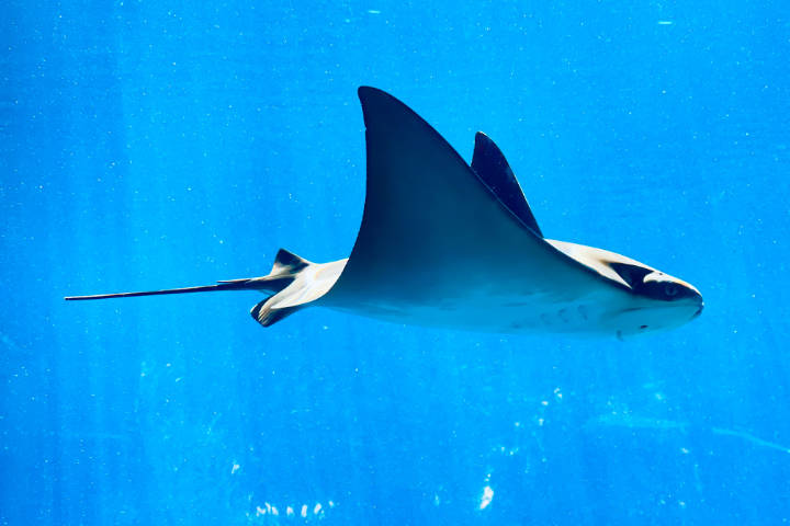 manta ray